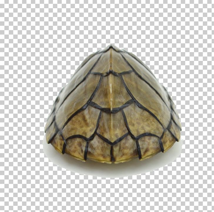 Box Turtle Tortoise PNG, Clipart, Box Turtle, Cartoon Turtle, Emydidae, Google Images, Kind Free PNG Download