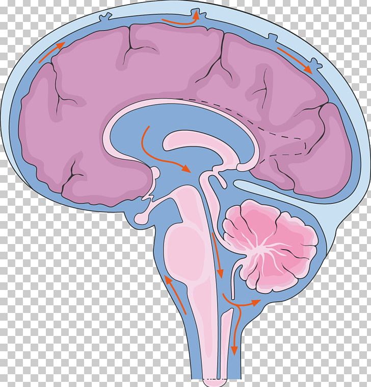 Brain Central Nervous System Cerebrospinal Fluid Spinal Cord PNG, Clipart, Aju, Autonomic Nervous System, Brain, Cells, Central Nervous System Free PNG Download