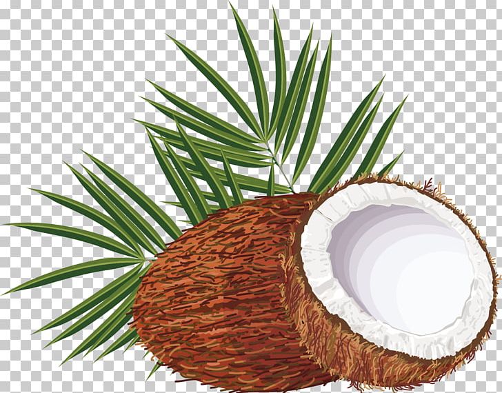 Coconut Water Arecaceae PNG, Clipart, Beach, Coconut, Coconut Leaf, Coconut Leaves, Coconut Milk Free PNG Download