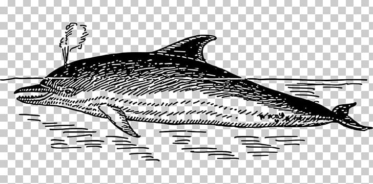 Dolphin Line Art PNG, Clipart, Animals, Art, Black, Blue Whale, Cartoon Whale Free PNG Download