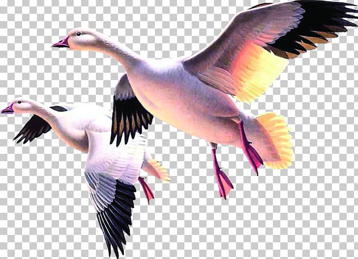 Duck Cygnini Goose PNG, Clipart, Animals, Beak, Bird, Cygnini, Download Free PNG Download