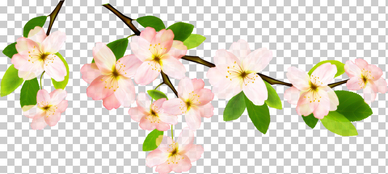 Cherry Blossom PNG, Clipart, Blossom, Branch, Cherry Blossom, Flower, Petal Free PNG Download