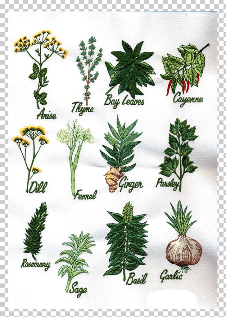 Herb Flowerpot Pine Evergreen PNG, Clipart, Conifer, Documents, Evergreen, Family, Flower Free PNG Download