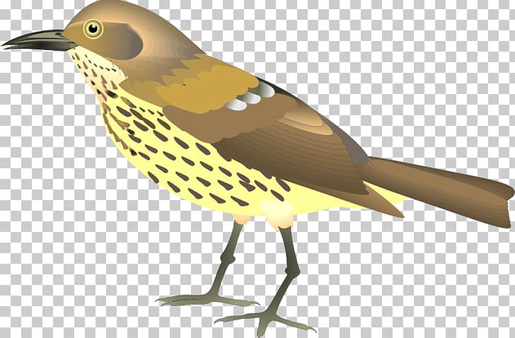 Lark Bird Sparrow PNG, Clipart, Animal, Animals, Art, Beak, Bird Free PNG Download