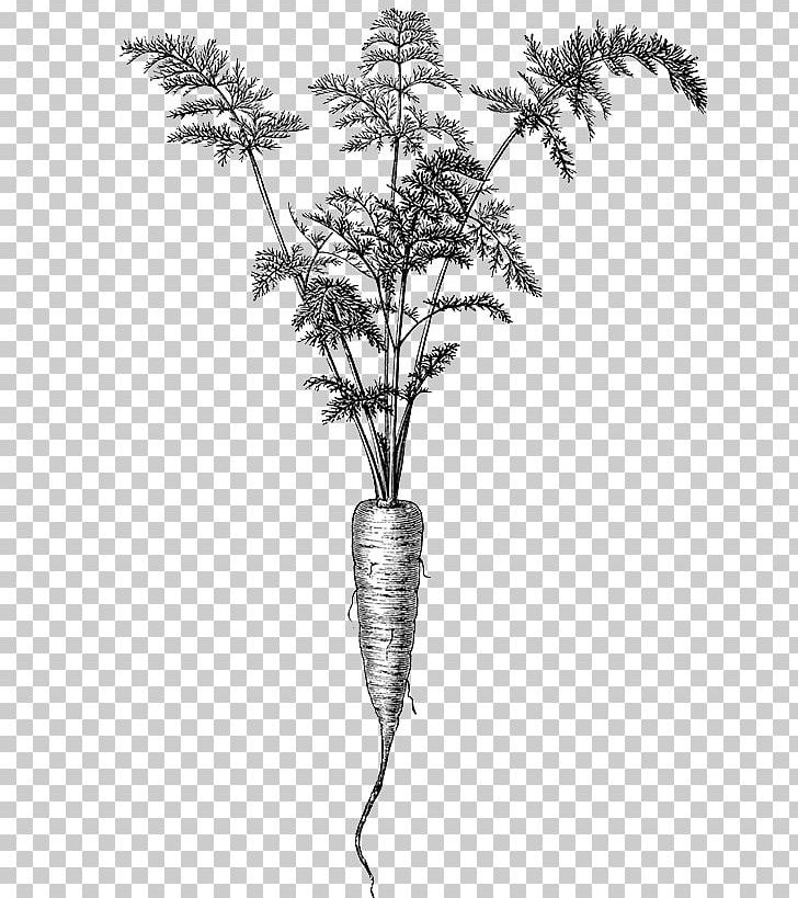 Twig Plant Stem White Flowering Plant PNG, Clipart, Black And White, Botanical Illustration, Branch, Carrot, Flora Free PNG Download