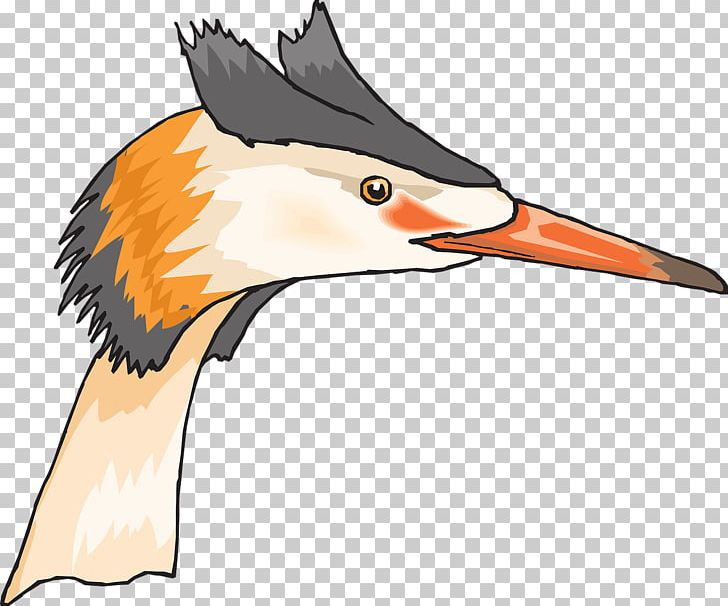 Beak Bird Heron Duck PNG, Clipart, Animals, Beak, Bird, Clip Art, Crest Free PNG Download
