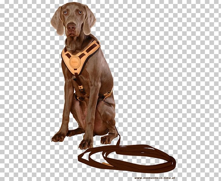 Dog Breed Dog Harness Sporting Group Leash PNG, Clipart, Active Living, Breed, Carnivoran, Companion Dog, Cooperation Free PNG Download