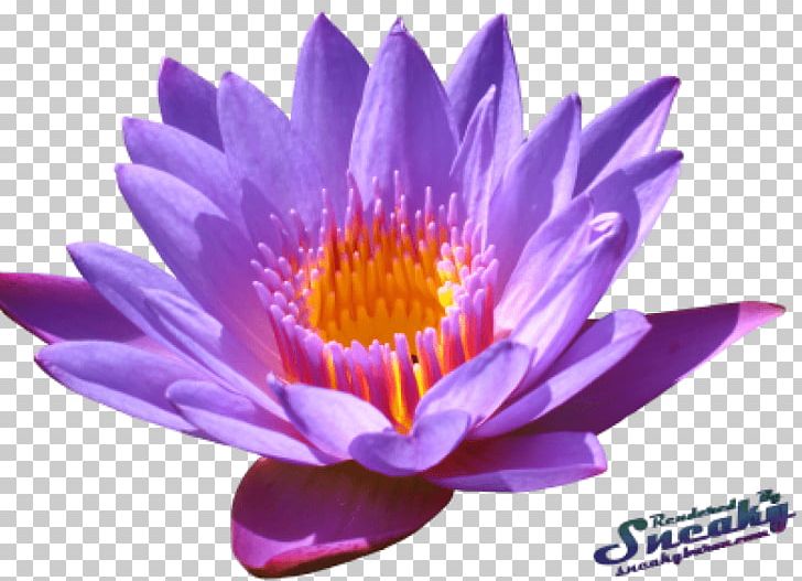 Sacred Lotus Portable Network Graphics Flower PNG, Clipart, Annual Plant, Aquatic Plant, Aster, Desktop Wallpaper, Egyptian Lotus Free PNG Download