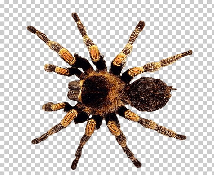 Spider PNG, Clipart, Androidography, Arachnid, Arthropod, Download, Fruit Free PNG Download