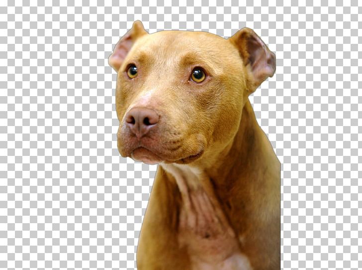 American Pit Bull Terrier Dog Breed PNG, Clipart, American Pit Bull Terrier, Breed, Bull, Carnivoran, Castle Rock Free PNG Download