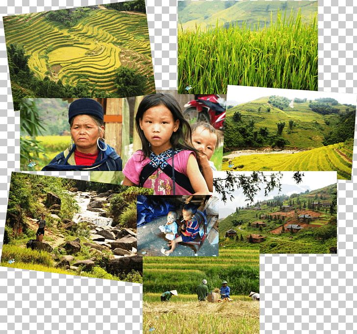 Sa Pa Tourism Travel Ha Long Bay Earth PNG, Clipart, Collage, Earth, Ecosystem, Flora, Grass Free PNG Download