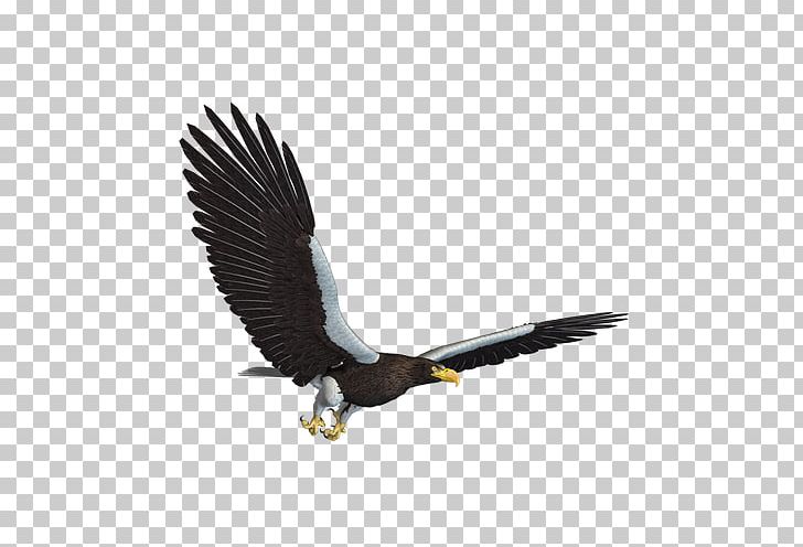 Eagle Flight PNG, Clipart, 3d Computer Graphics, 3d Rendering, Accipitriformes, Animal, Animals Free PNG Download