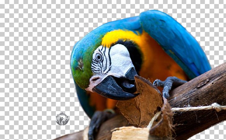 Parrot Desktop Macaw High-definition Television 4K Resolution PNG, Clipart, Animals, Bird, Blueandyellow Macaw, Common Pet Parakeet, Desktop Wallpaper Free PNG Download