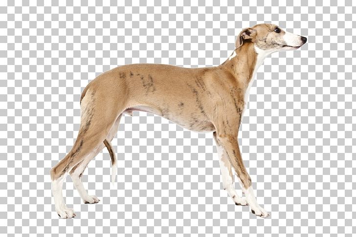 Whippet Saluki Dog Breed The Intelligence Of Dogs PNG, Clipart, Africanis, American Staghound, Animal, Animal Sports, Carnivoran Free PNG Download