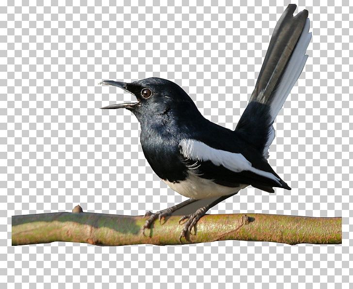 Bird Sounds Oriental Magpie-robin Android PNG, Clipart, Android, Android Version History, Animals, Beak, Bird Free PNG Download