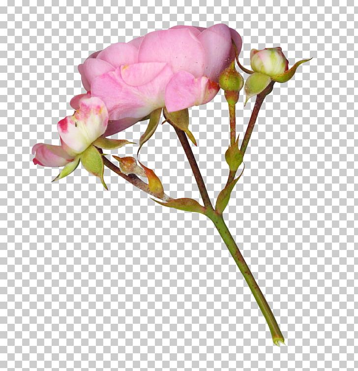 Garden Roses Fairy Tale PNG, Clipart, Decorative, Encapsulated Postscript, Floral, Floribunda, Flower Free PNG Download