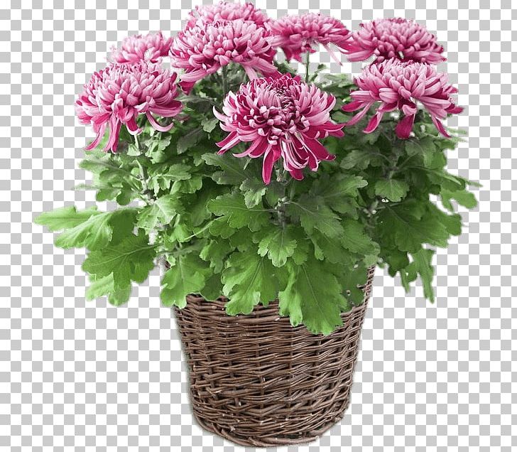 Houseplant Chrysanthemum ×grandiflorum Cut Flowers Dahlia PNG, Clipart, Air, Annual Plant, Aster, Chlorophytum Comosum, Chrysanthemum Free PNG Download