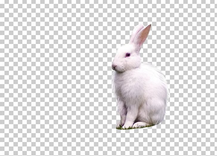 Domestic Rabbit Hare Whiskers PNG, Clipart, Bunny, Bunny Rabbit, Domestic Rabbit, Fauna, Hare Free PNG Download