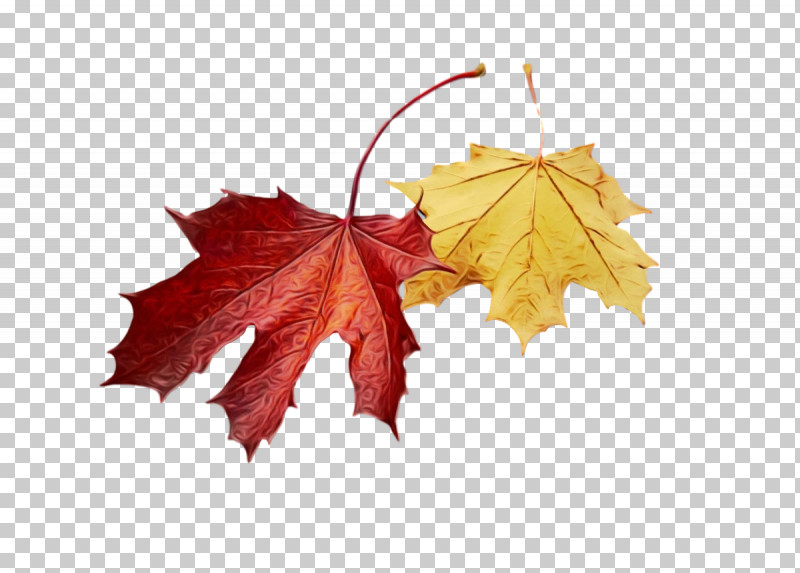 Leaf Maple Leaf / M M-tree Tree Plant Structure PNG, Clipart, Biology, Leaf, Maple Leaf M, Mtree, Paint Free PNG Download
