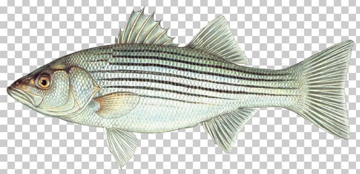 Hybrid Striped Bass Northern Pike Striped Bass Fishing PNG, Clipart, Barramundi, Bass, Bass Fishing, Bony Fish, Cod Free PNG Download