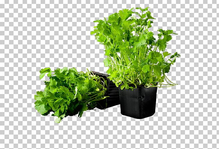 Herb Bjäre Coriander Vegetable Dill PNG, Clipart, Coriander, Curry, Dill, Dish, Fines Herbes Free PNG Download