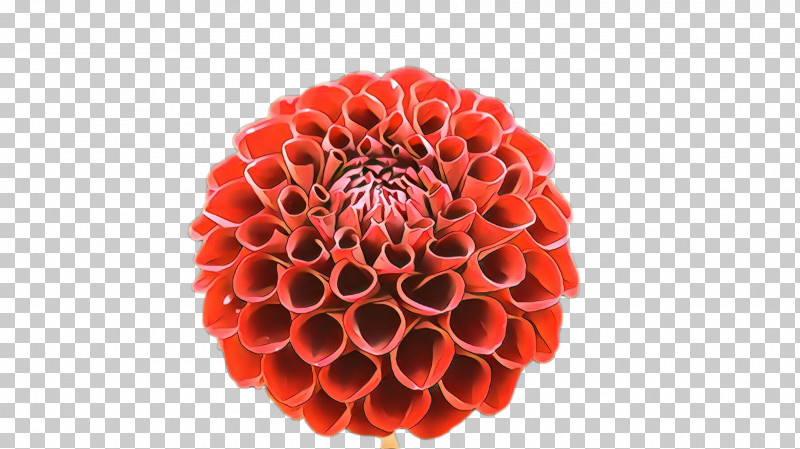 Red Flower Dahlia Plant Cut Flowers PNG, Clipart, Cut Flowers, Dahlia, Flower, Gerbera, Petal Free PNG Download