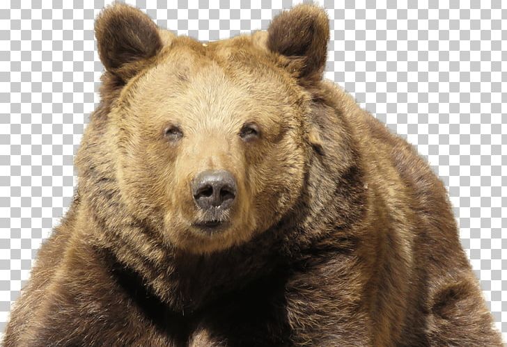 PlayerUnknown's Battlegrounds Eurasian Brown Bear Himalayan Brown Bear Kodiak Bear PNG, Clipart, Animals, Bear, Brown Bear, Carnivoran, Cryptocurrency Free PNG Download