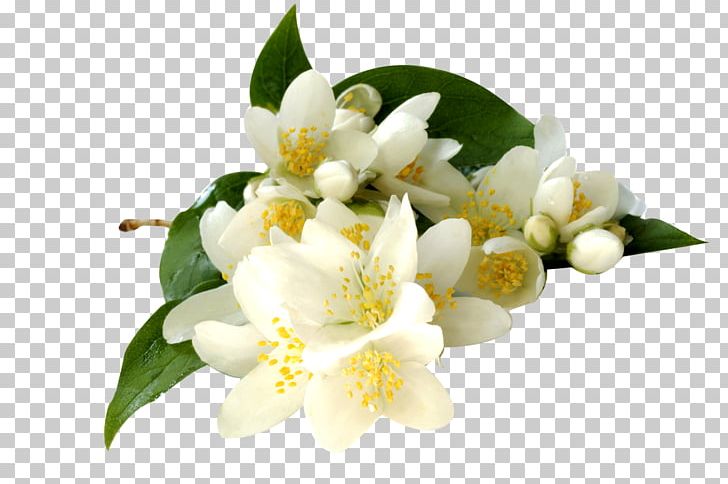 Arabian Jasmine Flowering Tea Jasminum Grandiflorum Jasminum Polyanthum Jasminum Officinale PNG, Clipart, Absolute, Arabian Jasmine, Blossom, Enfleurage, Essential Oil Free PNG Download