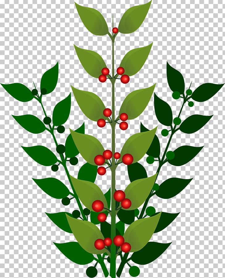 Berry Branch PNG, Clipart, Aquifoliaceae, Artwork, Berry, Blueberry, Branch Free PNG Download