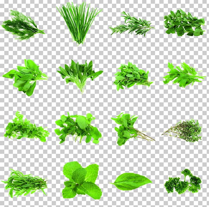 Herb Coriander Parsley Rosemary Spice PNG, Clipart, Aromatic Herbs, Branch, Chinese Herb, Common Sage, Cooking Free PNG Download