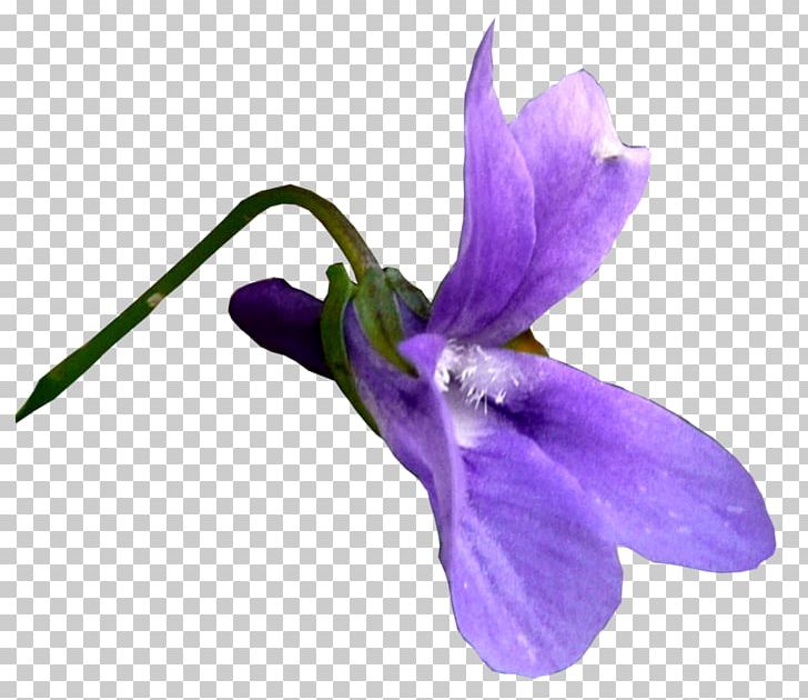 Scrapbooking PNG, Clipart, Element, Flower, Flowering Plant, Iris, Iris Family Free PNG Download