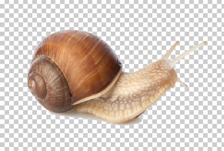 Sea Snail Gastropods PNG, Clipart, Animals, Cockle, Computer Icons, Conchology, Escargot Free PNG Download