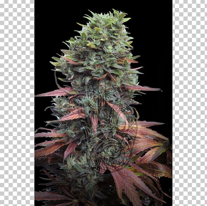 Cannabis Cup Cannabis Sativa Cannabis Tea Hemp PNG, Clipart, Cannabis, Cannabis Cup, Cannabis Sativa, Cannabis Tea, Cultivar Free PNG Download