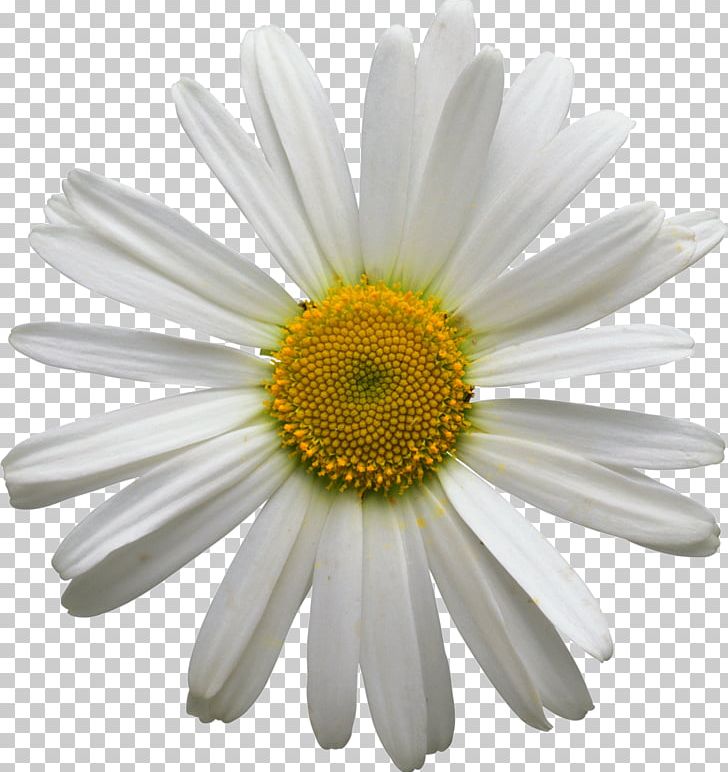 Chamomile PNG, Clipart, Aster, Chamomile, Cut Flowers, Daisy, Daisy Family Free PNG Download