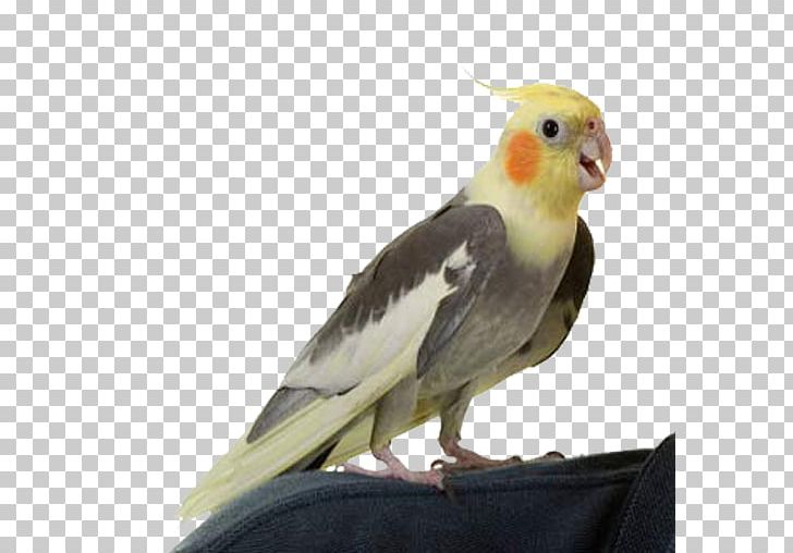 Cockatiel Bird Pet Cockatoo Parakeet PNG, Clipart, Animals, Aviary, Beak, Bird, Bird Intelligence Free PNG Download