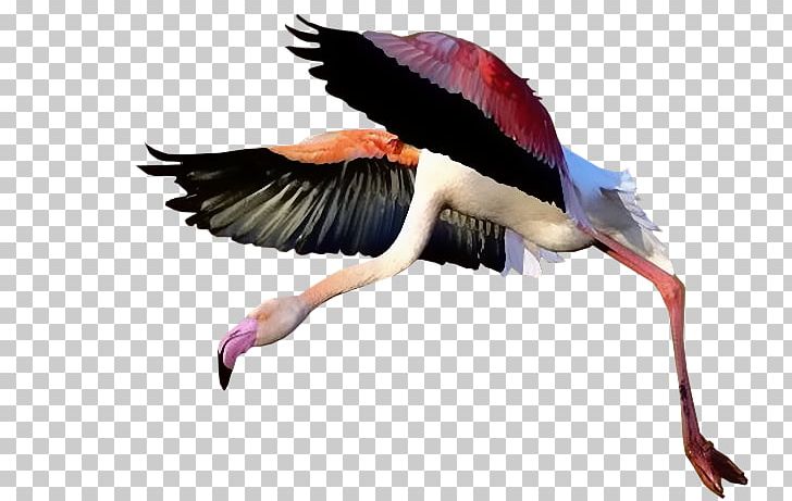 White Stork Bird Beak Ibis Croatia PNG, Clipart, Animal, Animals, Beak, Bird, Ciconiiformes Free PNG Download