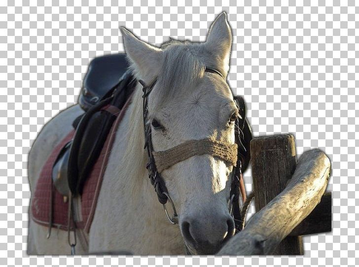 Bridle Rein Halter Horse Harnesses Stallion PNG, Clipart, Atlar, At Resimleri, Bit, Bridle, Equestrian Free PNG Download