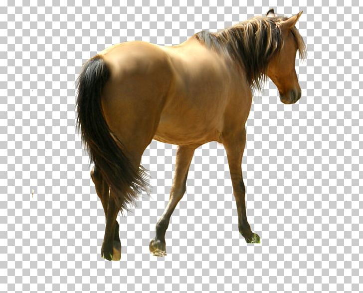 Horse Desktop PNG, Clipart, Animals, At Resimleri, Bridle, Desktop Wallpaper, Encapsulated Postscript Free PNG Download