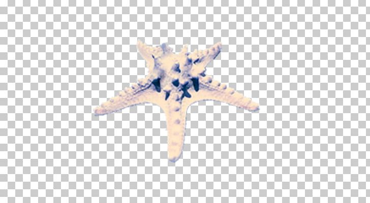 Starfish Vera Bradley Pattern PNG, Clipart, Animals, Beach, Beautiful Starfish, Cartoon Starfish, Line Free PNG Download