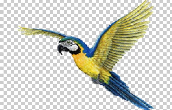 Wall Decal Sticker Bird PNG, Clipart, Animals, Beak, Bird, Bird Bird, Common Pet Parakeet Free PNG Download