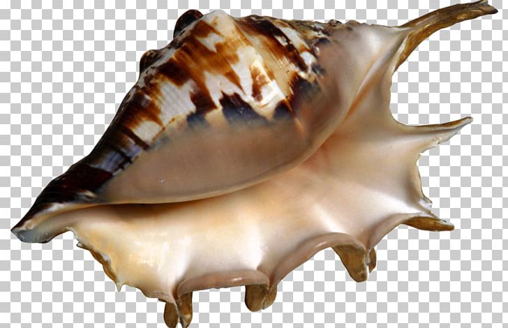 Conch Seashell Laevistrombus Canarium PNG, Clipart, Computer Icons, Computer Software, Digital Image, Download, Image File Formats Free PNG Download