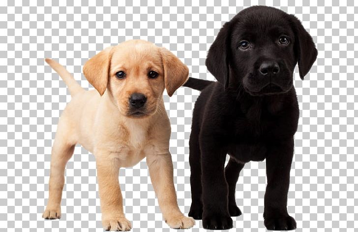 Labrador Retriever Puppy Golden Retriever Dalmatian Dog Beagle PNG, Clipart, Animals, Beagle, Carnivoran, Cat, Companion Dog Free PNG Download