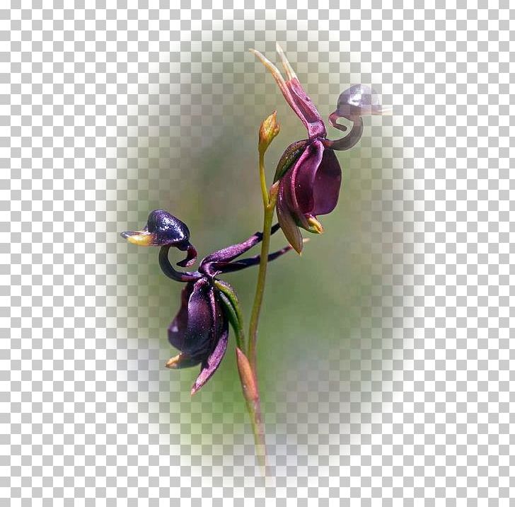 Large Duck Orchid Fly Orchid Caleana Flower Lady's-slipper PNG, Clipart,  Free PNG Download