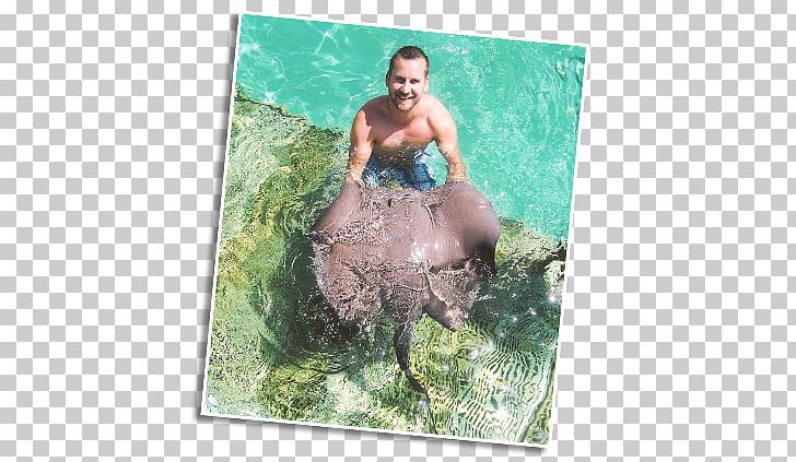 YouTube Beach Bum Vacation Animal Beach Bum Vacation PNG, Clipart, Animal, Beach, Beach Bum, Fauna, Mermaid Free PNG Download