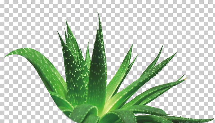 Aloe Vera Plant Indoor Air Quality Skin Care Extract PNG, Clipart, Aloe, Aloe Vera, Aquarium Decor, Bearberry, Extract Free PNG Download