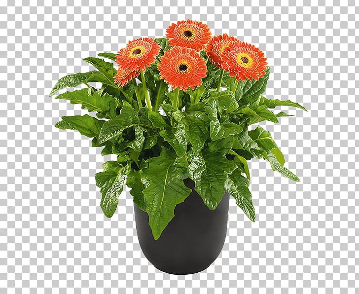 Barberton Daisy Patio Plant Greenhouse Cut Flowers PNG, Clipart, Annual Plant, Cut Flowers, Daisy Family, Floristry, Flower Free PNG Download