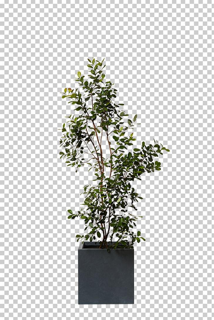 Chinese Sweet Plum Feijoa Dracaena Agavaceae Plant PNG, Clipart, Agavaceae, Agave, Bonsai, Branch, Dracaena Free PNG Download