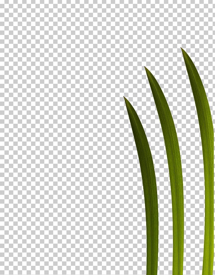 Leaf Grasses Green Plant Stem Font PNG, Clipart, Closeup, Family, Flower, Grass, Grasses Free PNG Download