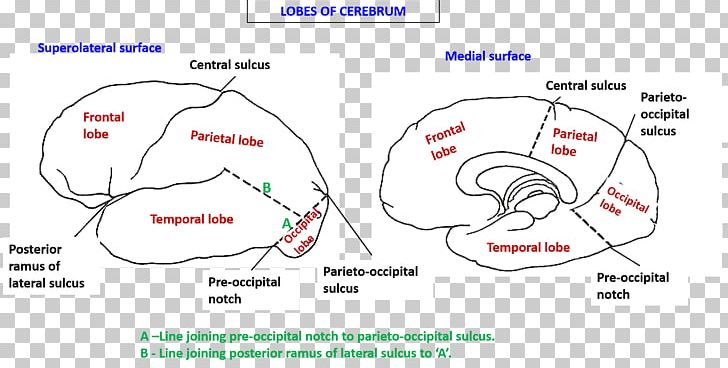 Longitudinal Fissure Lobes Of The Brain Cerebrum Cerebral Hemisphere PNG, Clipart, Anatomy, Angle, Area, Brain, Cerebral Hemisphere Free PNG Download
