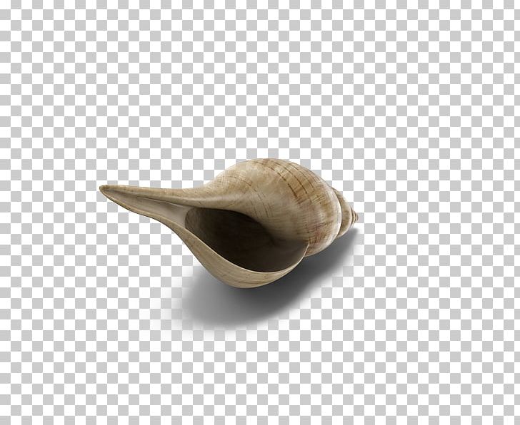 Cockle Clam PNG, Clipart, 3d Computer Graphics, Clam, Clams Oysters Mussels And Scallops, Cockle, Download Free PNG Download